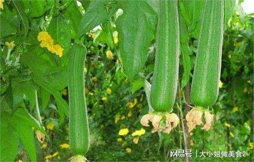 吃瓜会能量流失吗 第2张 吃瓜会能量流失吗 第2张